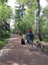 Stodhund 4  Promenad I Skogen