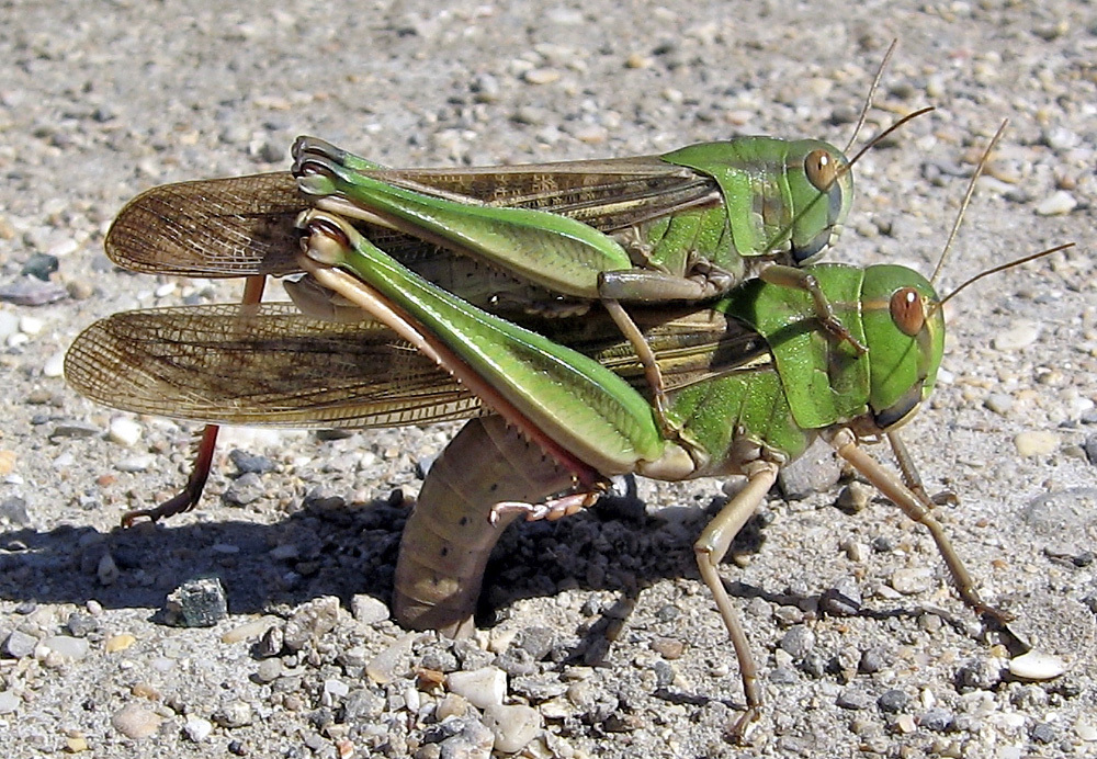 SLC - 2 Migratory Locust Locusta Migratoria