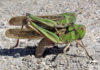 2 Migratory Locust Locusta Migratoria